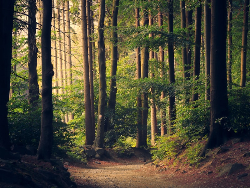 Optimización Forestal